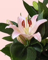 Lírio Oriental Souvenir Rosa M
