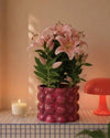 Lírio Oriental Souvenir Rosa M