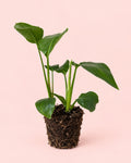 Strelitzia Reginae – Ave do Paraíso M