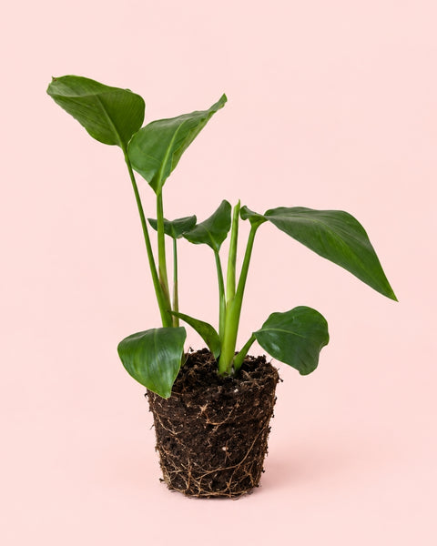 Strelitzia Reginae – Ave do Paraíso M