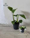 Platanera musa M real