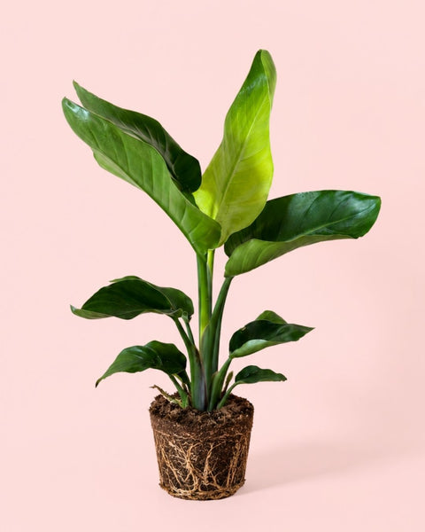 Strelitzia nicolai L.
