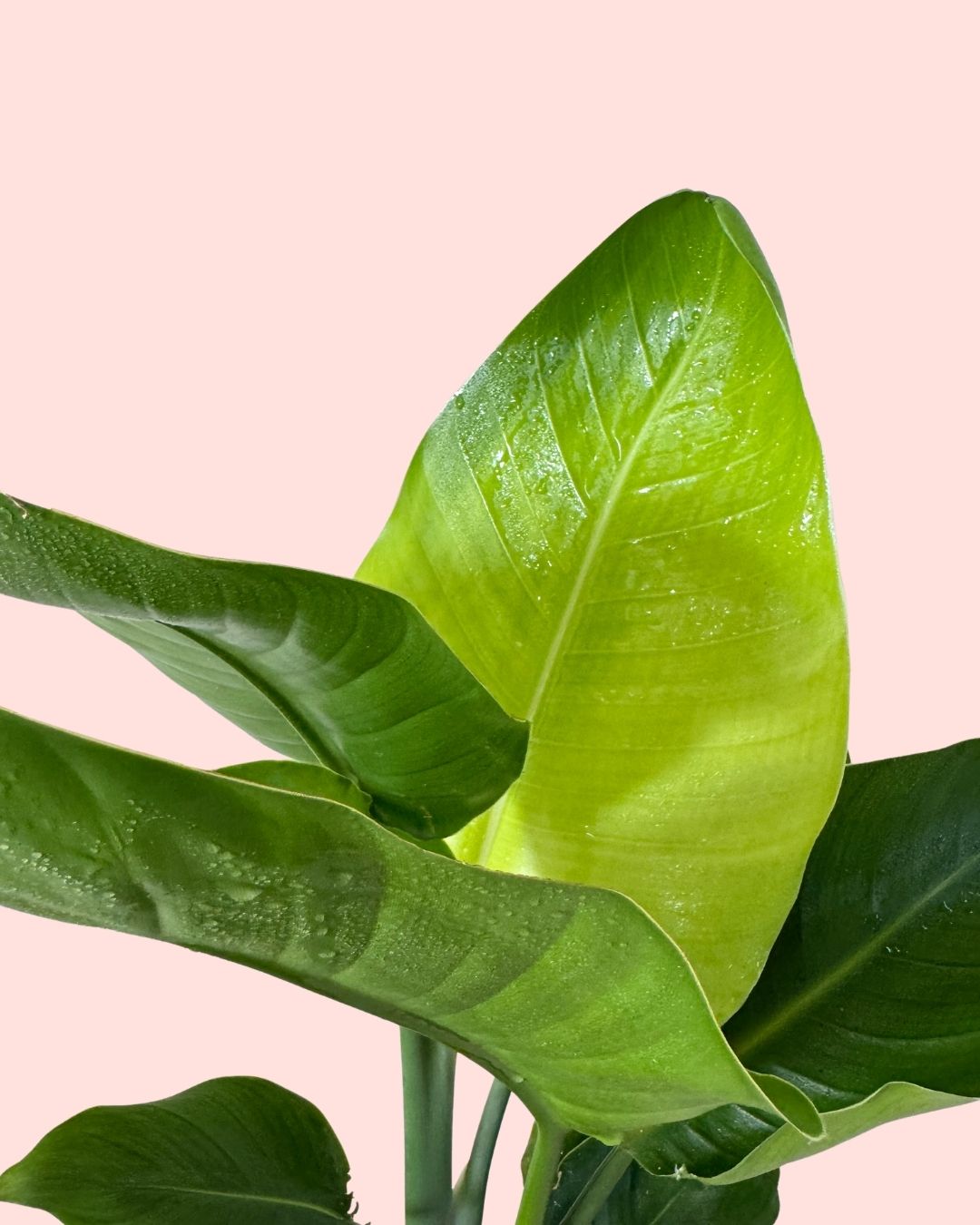 Detalle de las hojas de la Strelitzia Nicolai, ave del paraíso gigante — Pur Plant