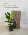 Strelitzia Nicolai L packaging