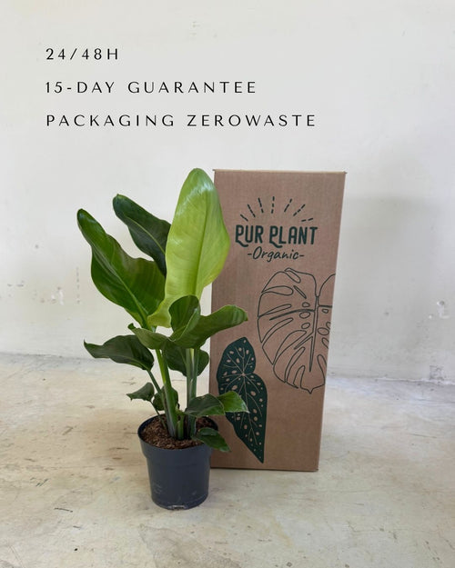 Strelitzia Nicolai L packaging