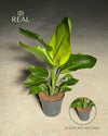 Strelitzia Nicolai L real