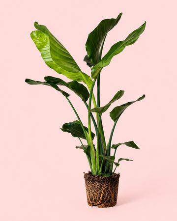 Strelitzia Nicolai XL