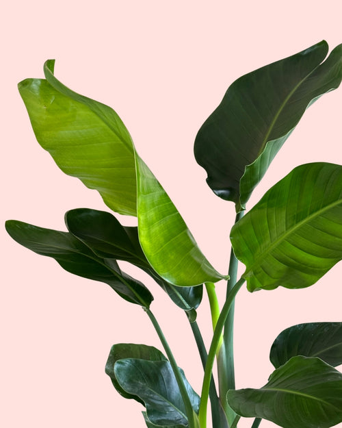 Strelitzia Nicolai XL detail