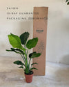 Strelitzia Nicolai XL packaging