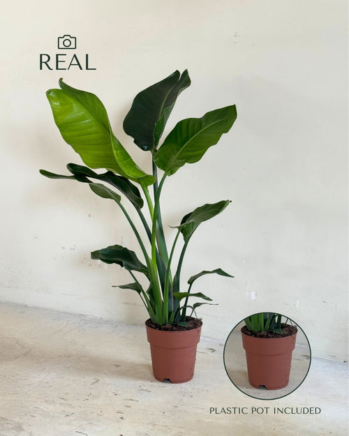Strelitzia Nicolai XL real