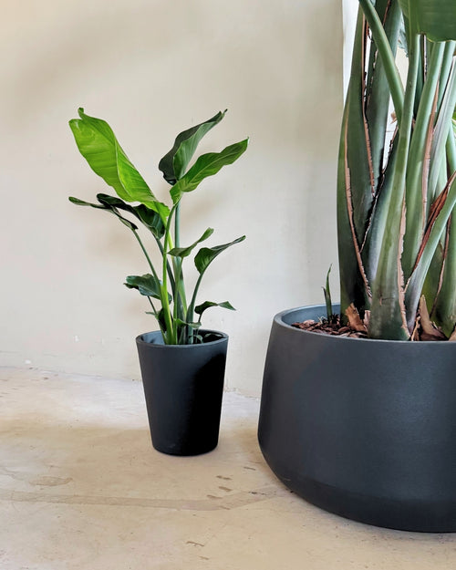 Strelitzia Nicolai XL real 2