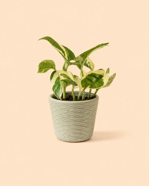 Super Mini Maceta Azul plant