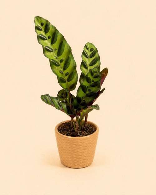 Super Mini Maceta Naranja plant