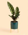 Super Mini maceta esmeralda con soporte plant