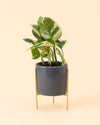 Super Mini maceta gris con soporte plant