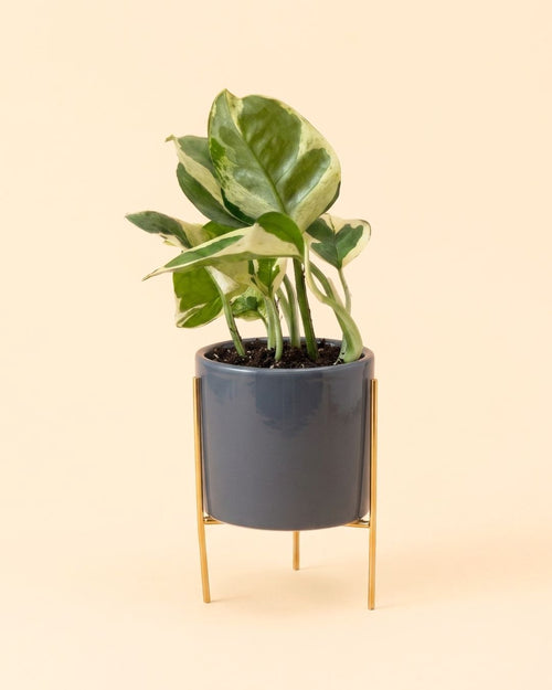 Super Mini maceta gris con soporte plant