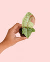 Syngonium Confettii Mini