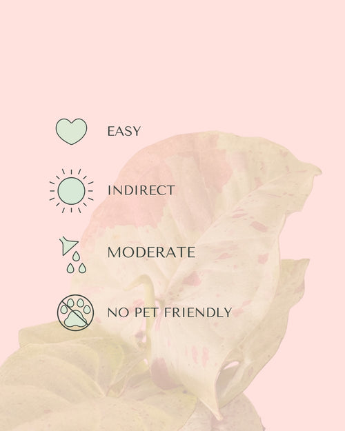 Syngonium Confettii Mini care