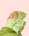 Syngonium Confettii Mini detail