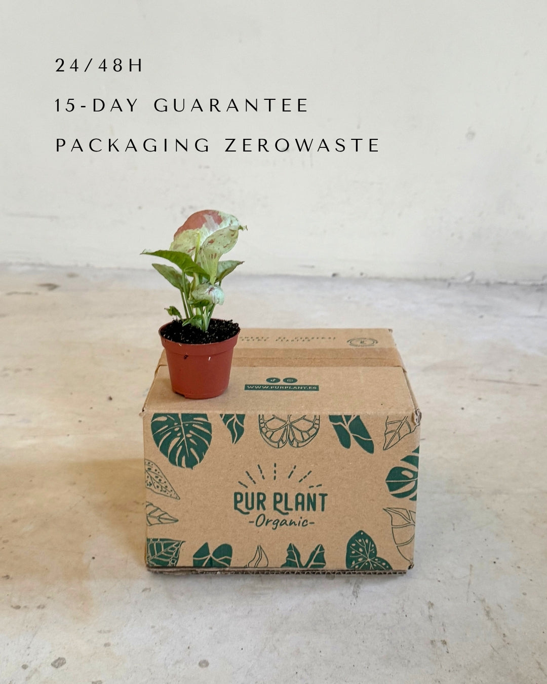 Syngonium Confettii Mini packaging