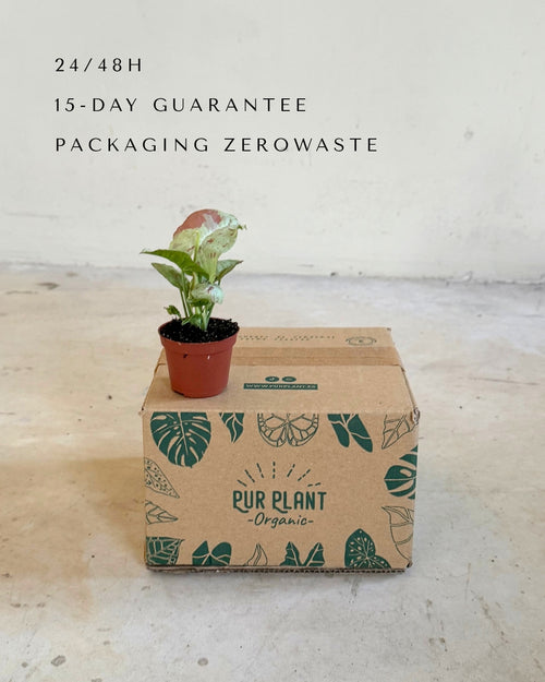 Syngonium Confettii Mini packaging