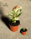 Syngonium Confettii Mini real
