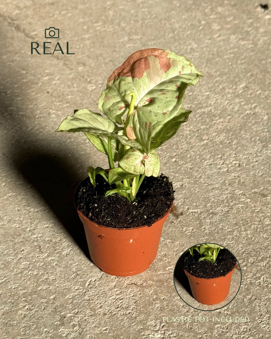 Syngonium Confettii Mini real