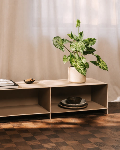 Syngonium Mojito M context