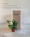 Syngonium Mojito M packaging