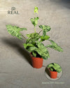 Syngonium Mojito M real