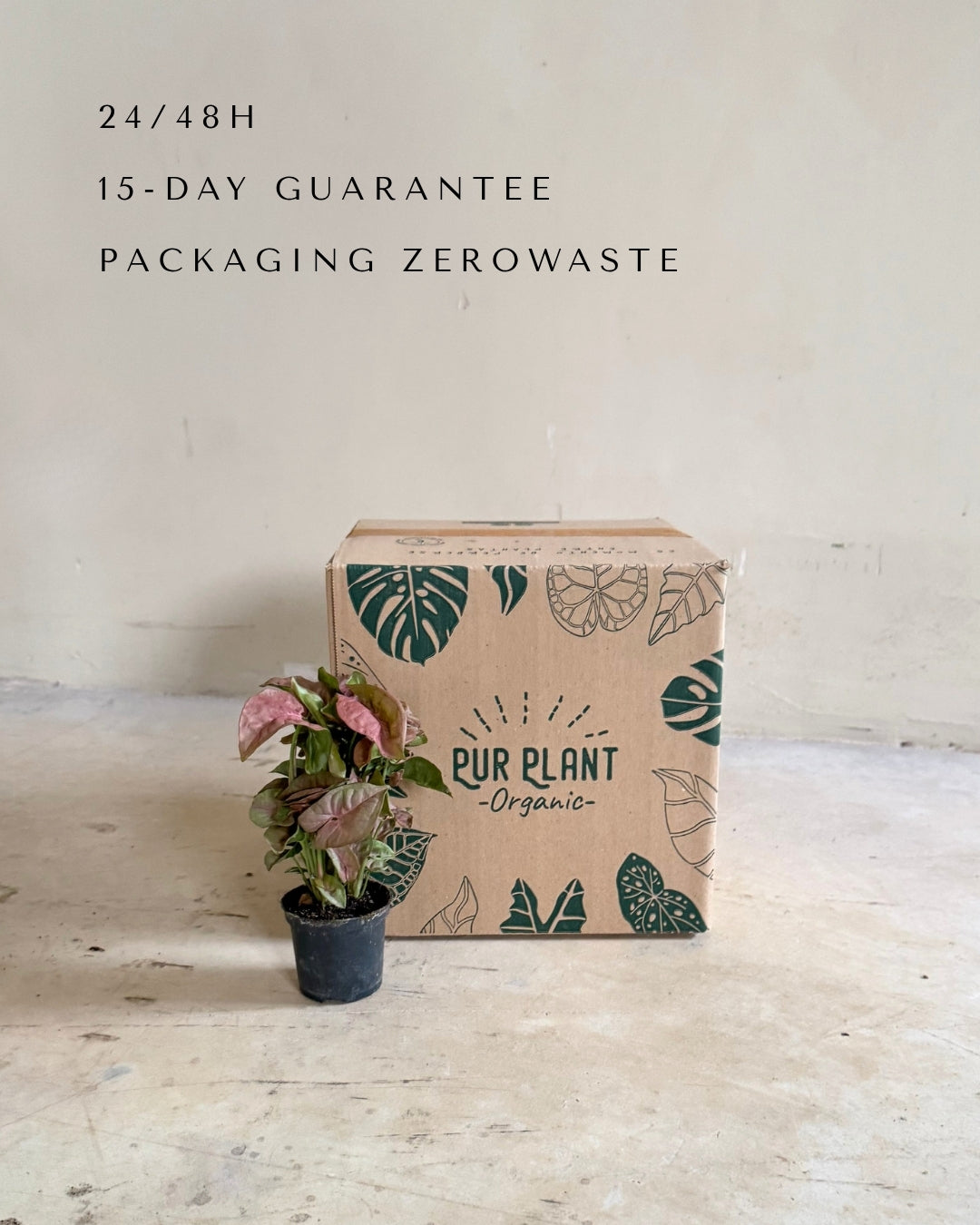 Syngonium_Neon_Pink_mini-packaging
