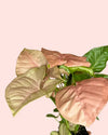 Syngonium_Neon_Pink_mini_detail