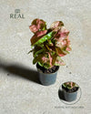 Syngonium_Neon_Pink_mini_real