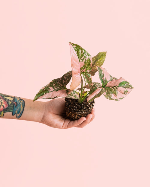Syngonium Pink Splash Bebé