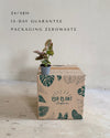 Syngonium Pink Splash Bebé packaging