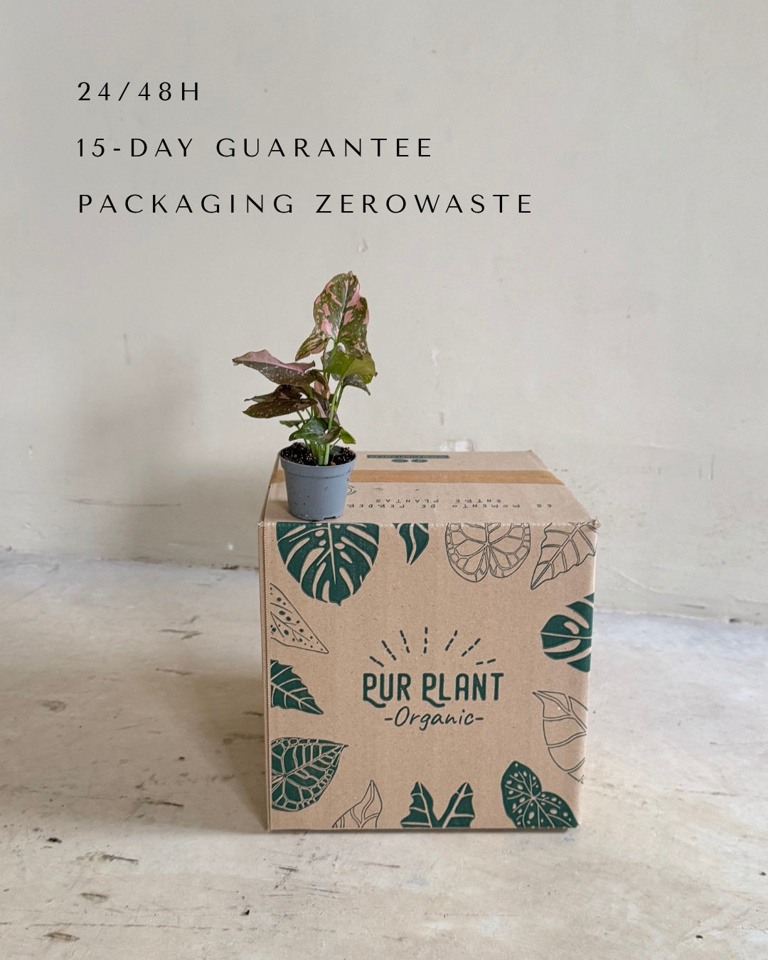 Syngonium Pink Splash Bebé packaging