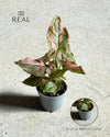 Syngonium Pink Splash Bebé real