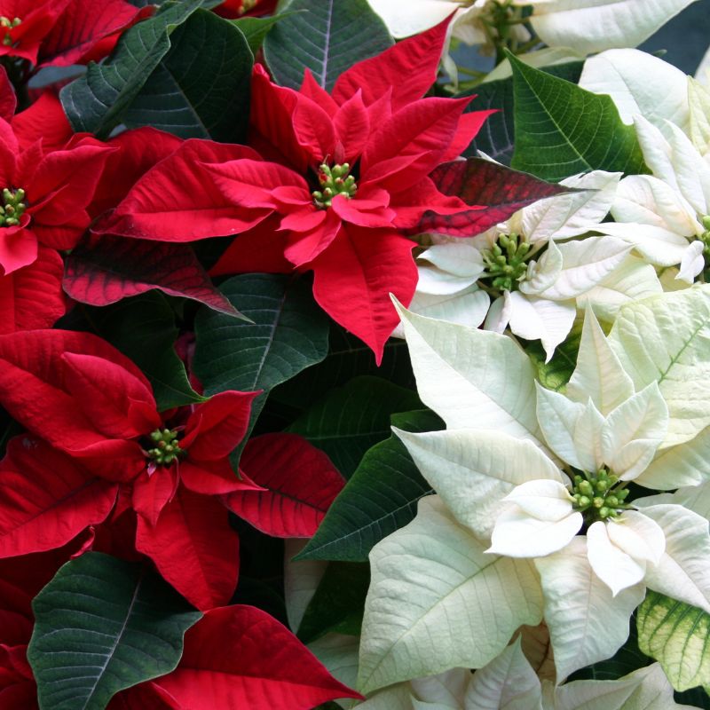 TIPOS-DE-POINSETTIAS