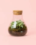 Terrário Fresh – Fittonia Mix Mini