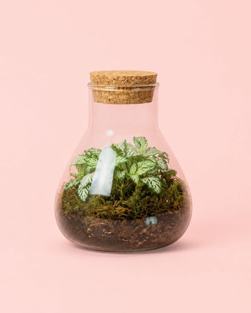 Terrário Fresh – Fittonia Mix Mini