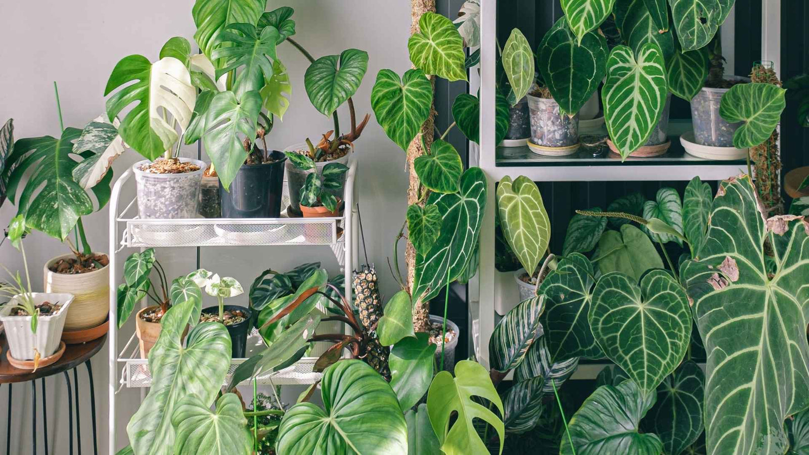 tipos de familias de plantas