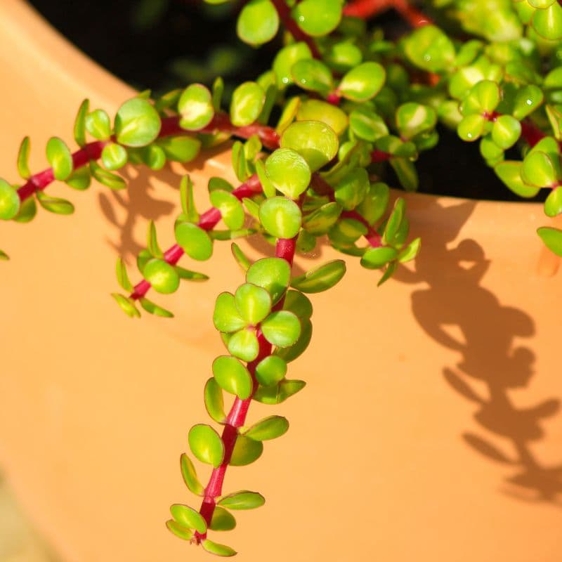 Tipos_portulacaria