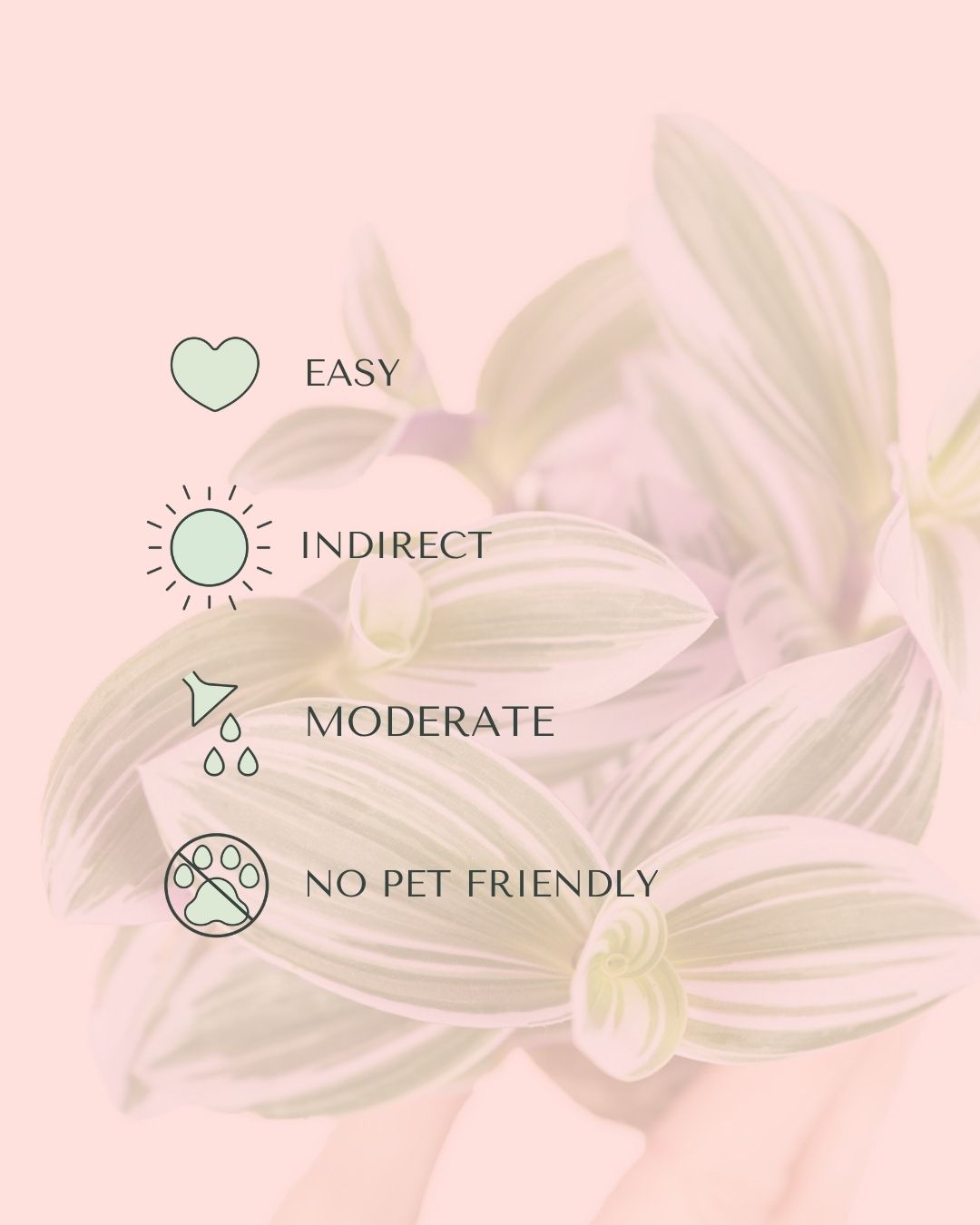 Tradescantia Nanouk Mini care