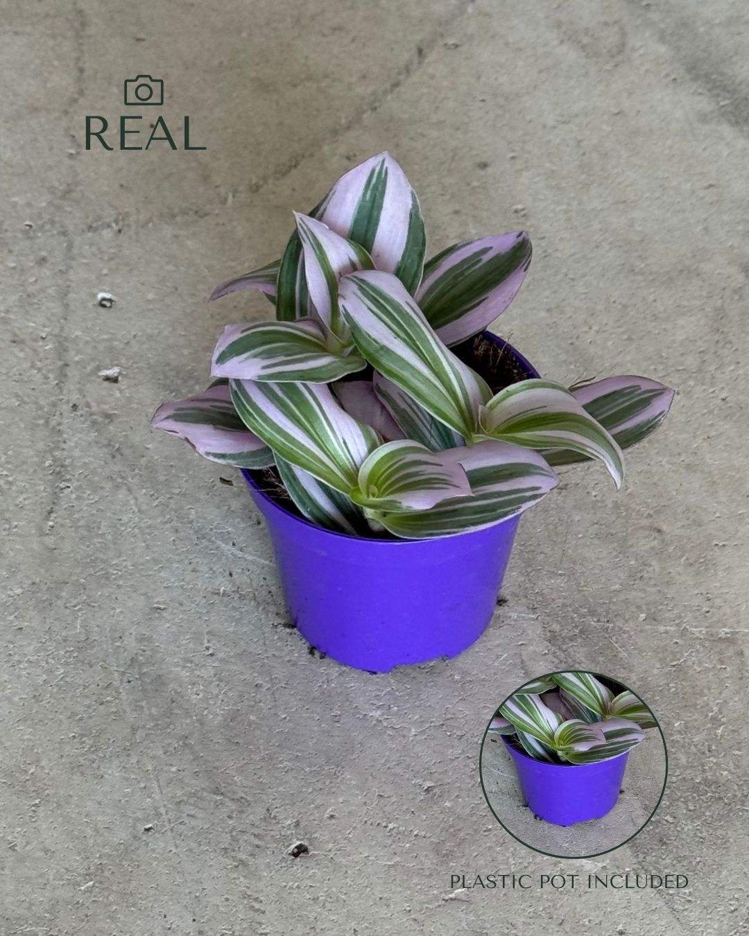 Tradescantia Nanouk Mini real