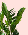 Detalle de las hojas brillantes de la Zamioculca, planta de interior resistente — Pur Plant