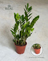 Zamioculca_zamiifolia_real