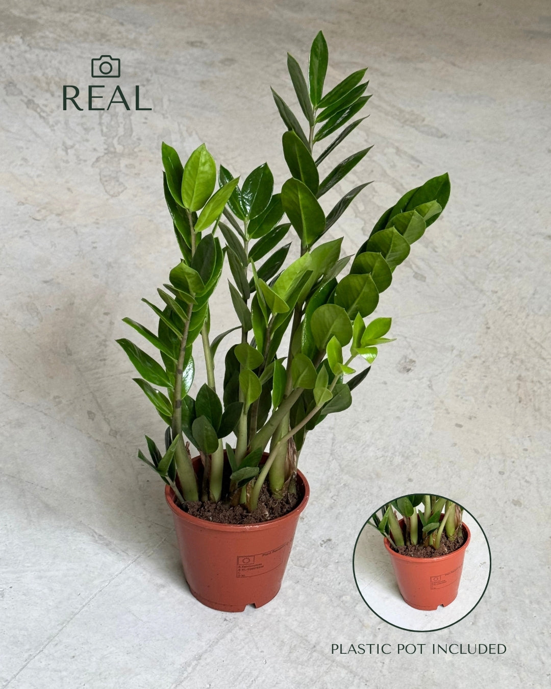 Zamioculca_zamiifolia_real
