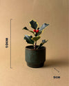 Acebo Variegado Mini - Pur Plant