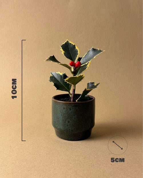 Acebo Variegado Mini - Pur Plant