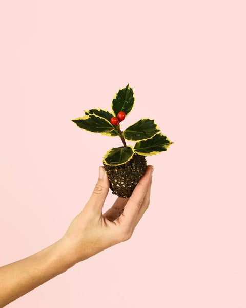 Azevinho Variegado Mini